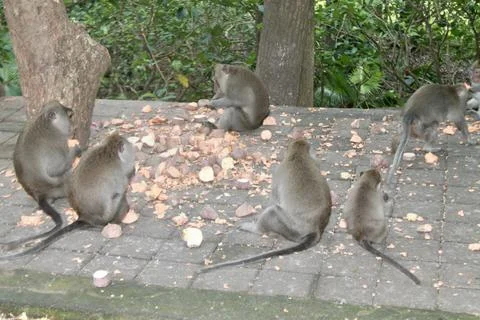 Long Tailed Macaque Monkeys Socializing in Sacred Monkey Forest  Bali Indonesia Stock Photos
