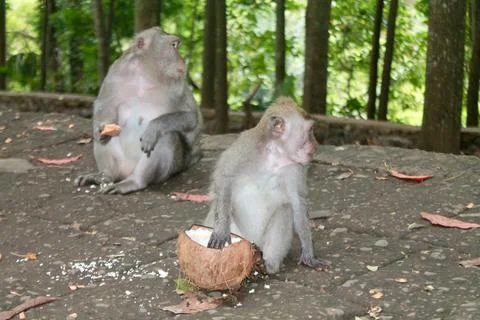 Long Tailed Macaque Monkeys Socializing in Sacred Monkey Forest  Bali Indonesia Stock Photos