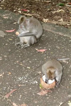 Long Tailed Macaque Monkeys Socializing in Sacred Monkey Forest  Bali Indonesia Stock Photos