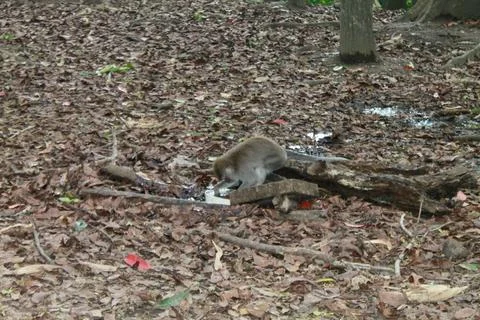 Long Tailed Macaque Monkeys Socializing in Sacred Monkey Forest  Bali Indonesia Stock Photos