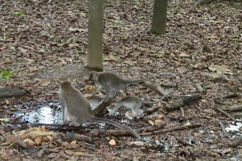 Long Tailed Macaque Monkeys Socializing in Sacred Monkey Forest  Bali Indonesia Stock Photos