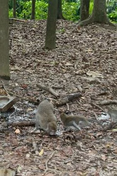 Long Tailed Macaque Monkeys Socializing in Sacred Monkey Forest  Bali Indonesia Stock Photos