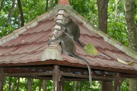 Long Tailed Macaque Monkeys Socializing in Sacred Monkey Forest  Bali Indonesia Stock Photos