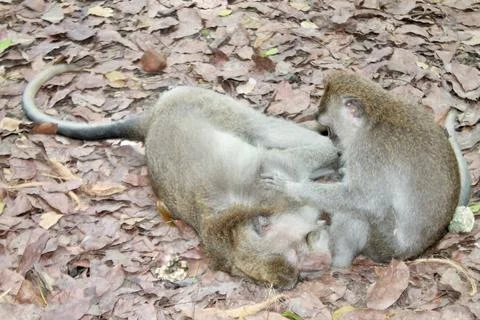 Long Tailed Macaque Monkeys Socializing in Sacred Monkey Forest  Bali Indonesia Фото