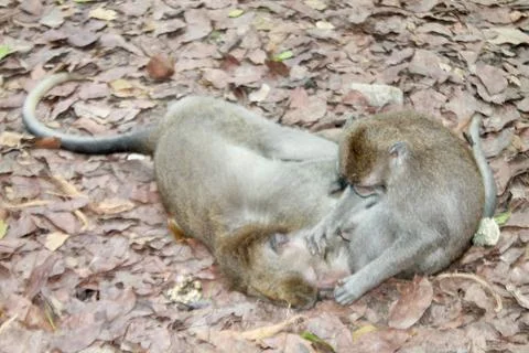 Long Tailed Macaque Monkeys Socializing in Sacred Monkey Forest  Bali Indonesia Stock Photos