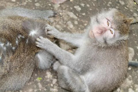 Long Tailed Macaque Monkeys Socializing in Sacred Monkey Forest  Bali Indonesia Stock Photos