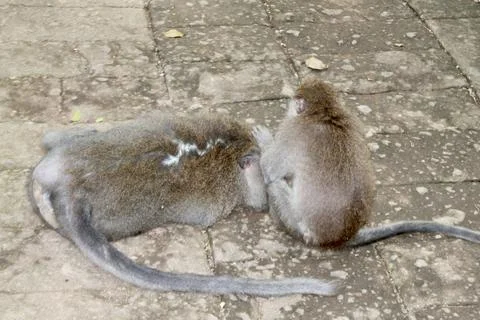 Long Tailed Macaque Monkeys Socializing in Sacred Monkey Forest  Bali Indonesia Stock Photos