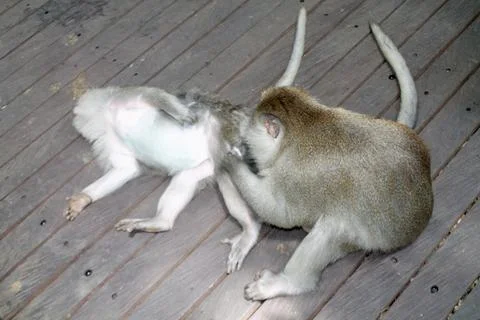 Long Tailed Macaque Monkeys Socializing in Sacred Monkey Forest  Bali Indonesia Stock Photos