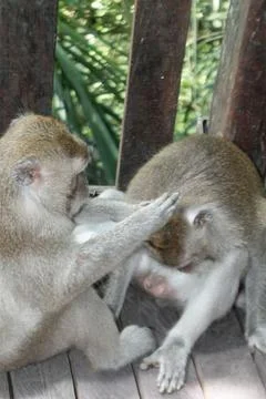 Long Tailed Macaque Monkeys Socializing in Sacred Monkey Forest  Bali Indonesia Stock Photos