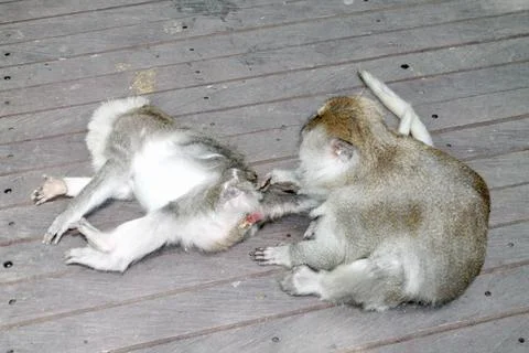 Long Tailed Macaque Monkeys Socializing in Sacred Monkey Forest  Bali Indonesia Stock Photos