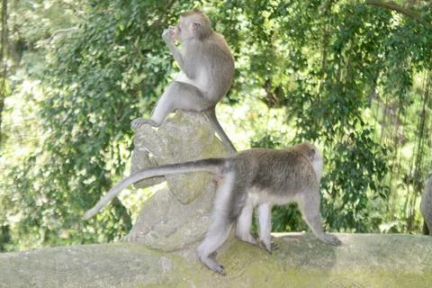 Long Tailed Macaque Monkeys Socializing in Sacred Monkey Forest  Bali Indonesia Stock Photos