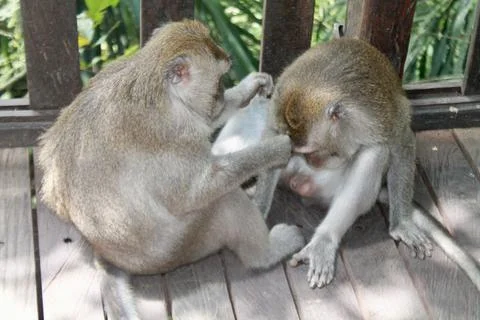 Long Tailed Macaque Monkeys Socializing in Sacred Monkey Forest  Bali Indonesia Stock Photos