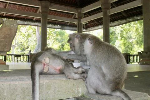 Long Tailed Macaque Monkeys Socializing in Sacred Monkey Forest  Bali Indonesia Stock Photos