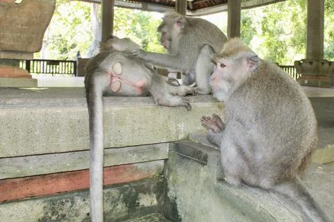Long Tailed Macaque Monkeys Socializing in Sacred Monkey Forest  Bali Indonesia Stock Photos