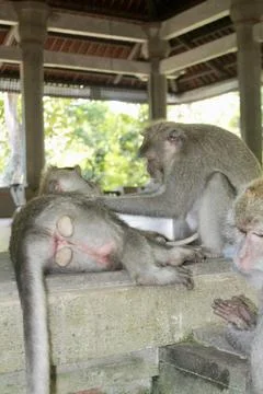 Long Tailed Macaque Monkeys Socializing in Sacred Monkey Forest  Bali Indonesia Stock Photos