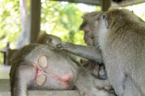 Long Tailed Macaque Monkeys Socializing in Sacred Monkey Forest  Bali Indonesia Stock Photos
