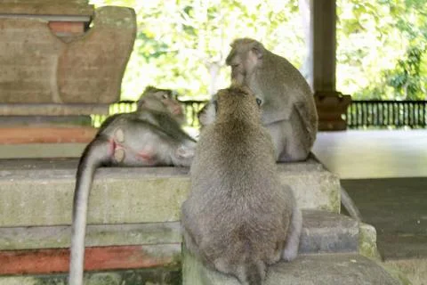 Long Tailed Macaque Monkeys Socializing in Sacred Monkey Forest  Bali Indonesia Stock Photos