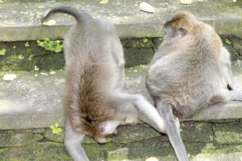 Long Tailed Macaque Monkeys Socializing in Sacred Monkey Forest  Bali Indonesia Stock Photos
