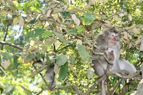 Long Tailed Macaque Monkeys Socializing in Sacred Monkey Forest  Bali Indonesia Stock Photos