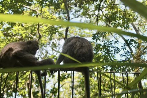 Long Tailed Macaque Monkeys Socializing in Sacred Monkey Forest  Bali Indonesia Stock Photos