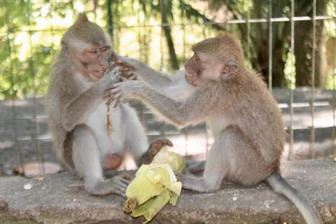 Long Tailed Macaque Monkeys Socializing in Sacred Monkey Forest  Bali Indonesia Stock Photos