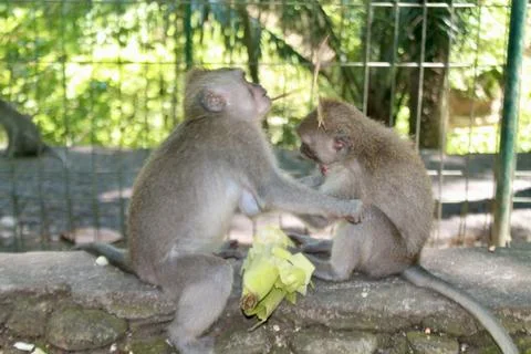Long Tailed Macaque Monkeys Socializing in Sacred Monkey Forest  Bali Indonesia Stock Photos