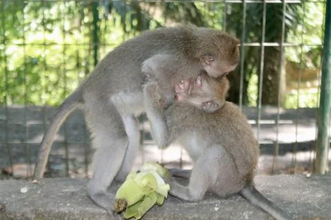 Long Tailed Macaque Monkeys Socializing in Sacred Monkey Forest  Bali Indonesia Stock Photos