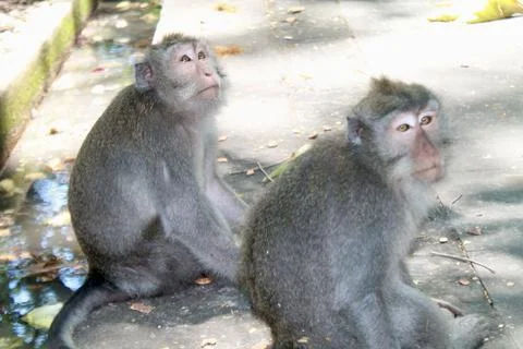 Long Tailed Macaque Monkeys Socializing in Sacred Monkey Forest  Bali Indonesia Stock Photos