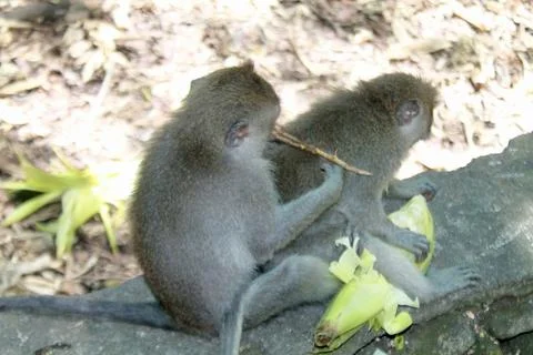 Long Tailed Macaque Monkeys Socializing in Sacred Monkey Forest  Bali Indonesia Stock Photos