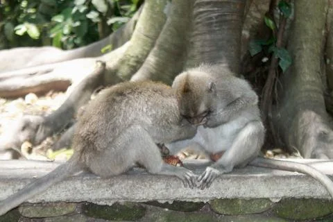 Long Tailed Macaque Monkeys Socializing in Sacred Monkey Forest  Bali Indonesia Stock Photos