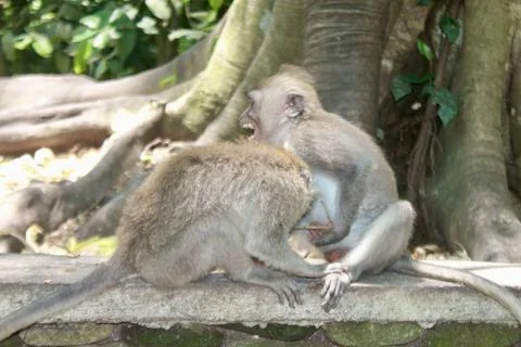 Long Tailed Macaque Monkeys Socializing in Sacred Monkey Forest  Bali Indonesia Stock Photos