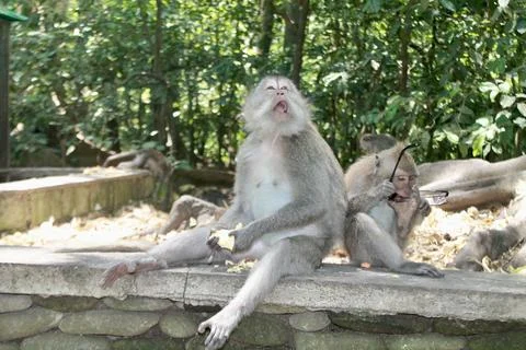 Long Tailed Macaque Monkeys Socializing in Sacred Monkey Forest  Bali Indonesia Foto stock