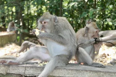 Long Tailed Macaque Monkeys Socializing in Sacred Monkey Forest  Bali Indonesia Stock Photos