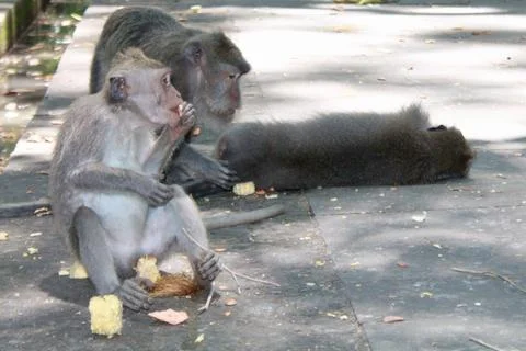Long Tailed Macaque Monkeys Socializing in Sacred Monkey Forest  Bali Indonesia Фото
