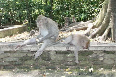 Long Tailed Macaque Monkeys Socializing in Sacred Monkey Forest  Bali Indonesia Stock Photos