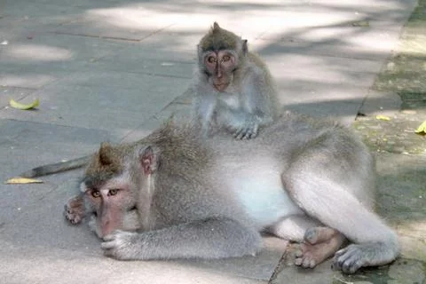 Long Tailed Macaque Monkeys Socializing in Sacred Monkey Forest  Bali Indonesia Stock Photos