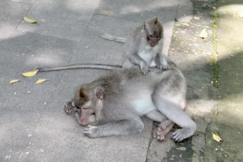 Long Tailed Macaque Monkeys Socializing in Sacred Monkey Forest  Bali Indonesia Stock Photos