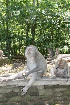 Long Tailed Macaque Monkeys Socializing in Sacred Monkey Forest  Bali Indonesia Foto stock