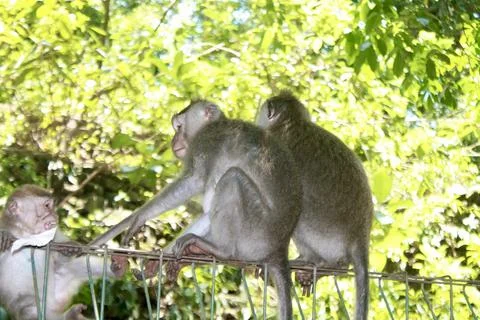 Long Tailed Macaque Monkeys Socializing in Sacred Monkey Forest  Bali Indonesia Фото
