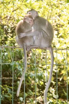 Long Tailed Macaque Monkeys Socializing in Sacred Monkey Forest  Bali Indonesia Stock Photos