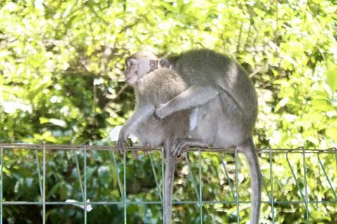 Long Tailed Macaque Monkeys Socializing in Sacred Monkey Forest  Bali Indonesia Stock Photos