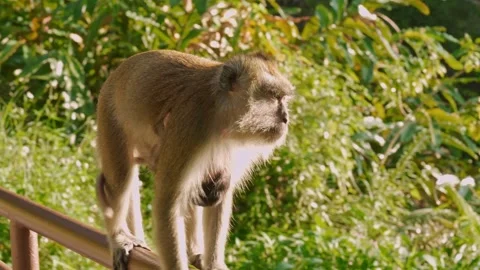 Long-Tailed Macaque Mother Carrying Clinging Infant Along Metal Railing Stock Footage 345305881