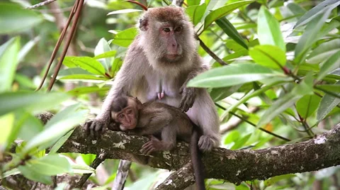 Long-tailed Macaque mother cleans &amp; grooms baby in jungles of Borneo. Stock Footage 32548576
