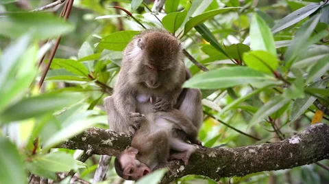 Long-tailed Macaque mother cleans &amp; grooms baby in jungles of Borneo. Stock Footage 32548596