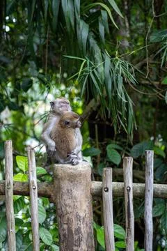 Long-tailed macaque mother monkey sitting on wooden fence and hugging her child Stock Photos