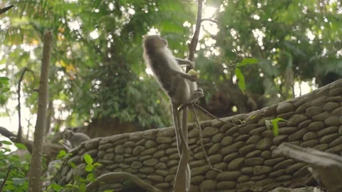 Long-Tailed Macaque Moves Through Lush Ubud Monkey Forest Sanctuary in Bali Stock Footage 348191739