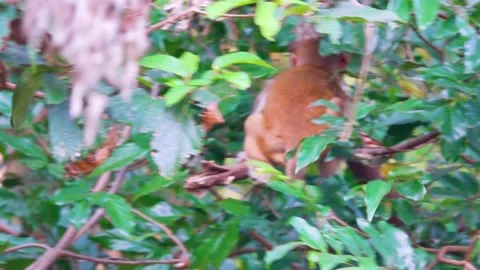 Long-tailed macaque in the parks and suburbs of Hong Kong Stock Footage 333280355