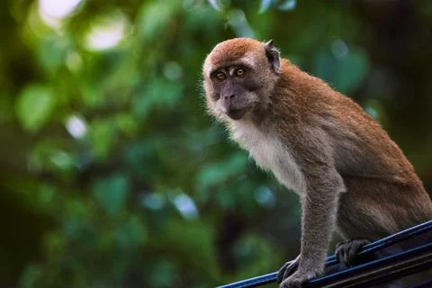 Long-tailed macaque perched on railing Stock Photos