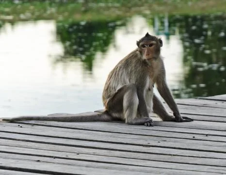 Long-tailed macaque Foto stock