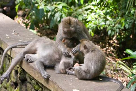Long-tailed macaque Stock Photos